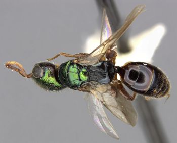 Media type: image;   Entomology 30090 Aspect: habitus dorsal view